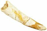 Fossil Pterosaur (Siroccopteryx) Tooth - Morocco #245970-1